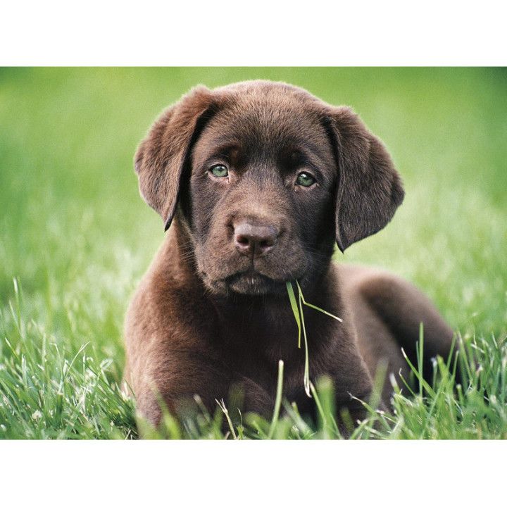 Clementoni 35072, puzzle de 500 piezas Perrito Chocolate